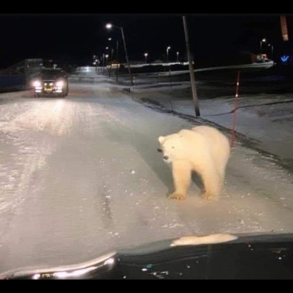 Meet your Posher, Marco - Picture 1 of 1